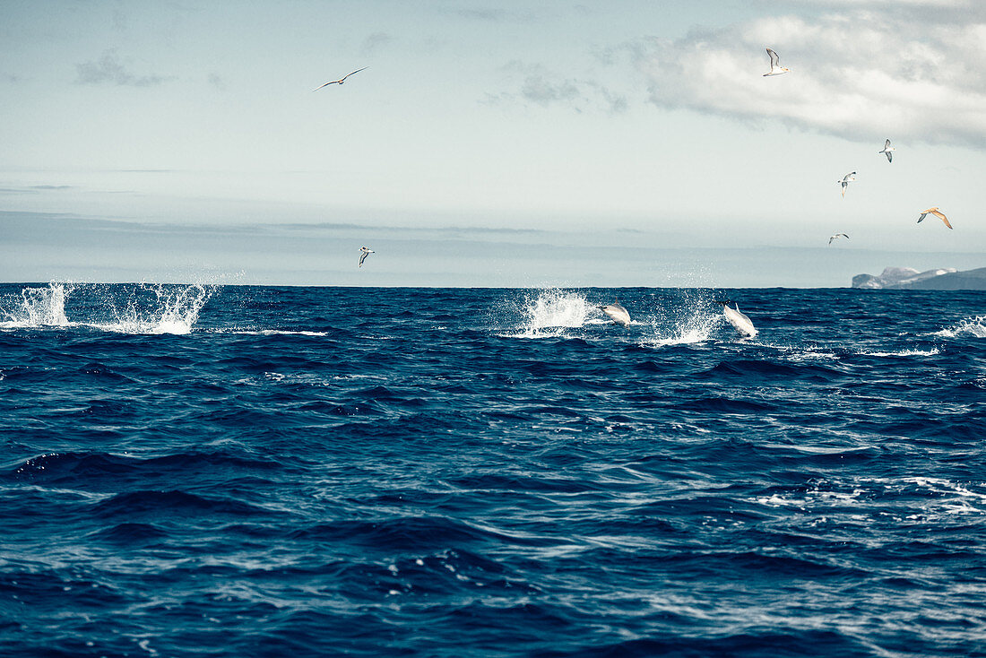 Delfine und Vögel vor der Küste der Insel Pico, Azoren, Portugal, Atlantik, Atlantischer Ozean, Europa