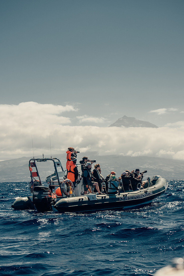 Whale watching off the coast of Picos, Atlantic Ozen, Pico, Pico island, Azores, Portugal, Europe,