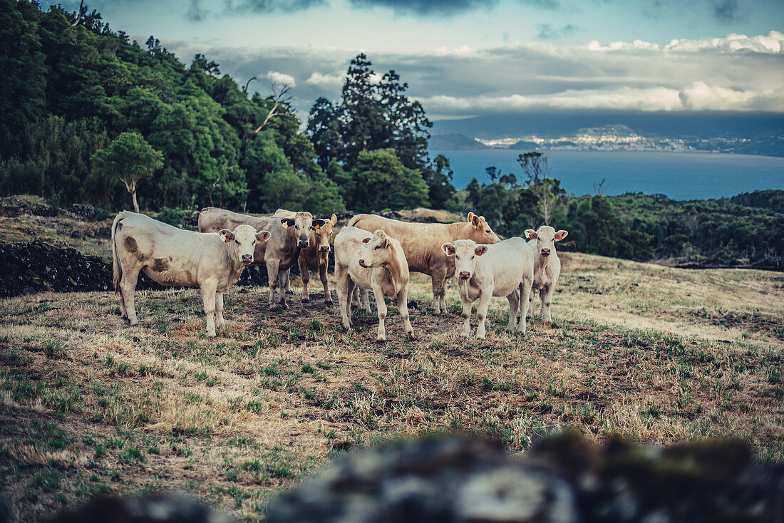 Cattle on the island of Pico, Pico, Azores, Portugal, Atlantic, Atlantic Ocean, Europe,