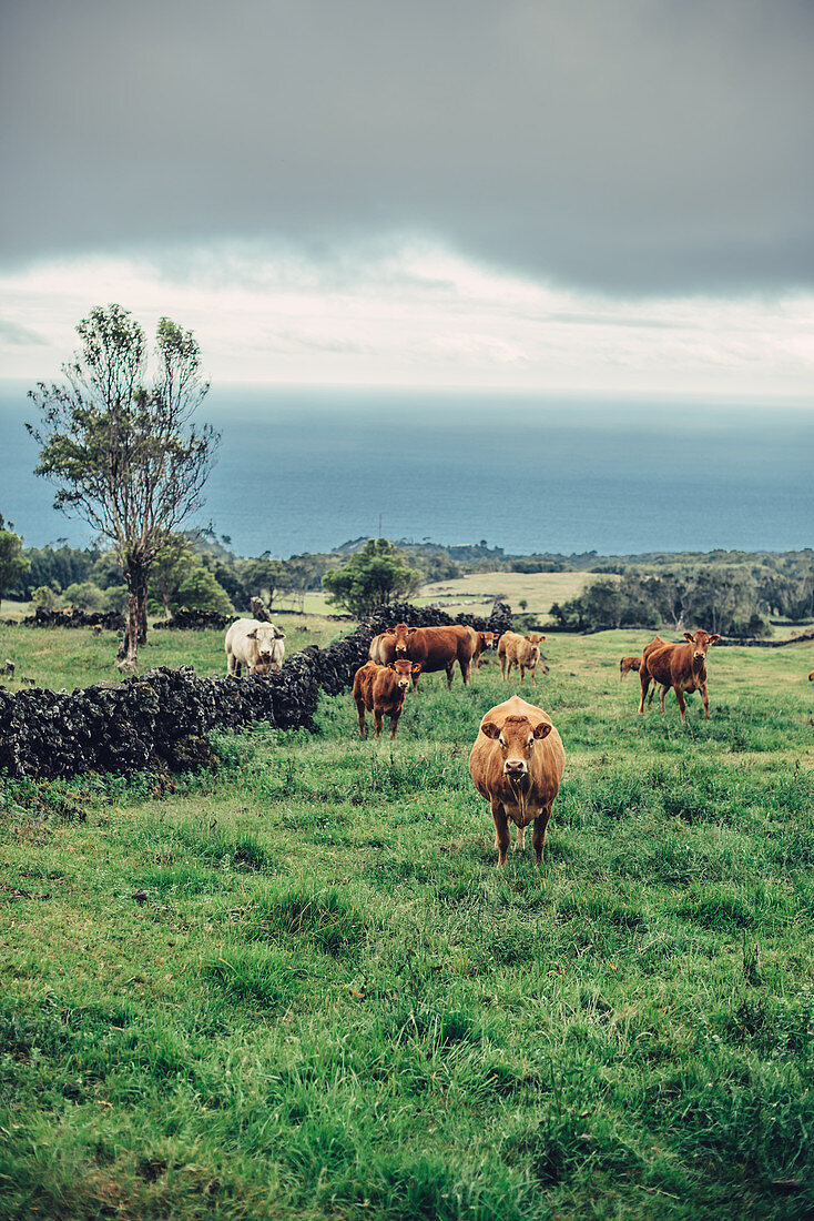 Kühe auf einer Weide an der Küste der Insel Pico, Azoren, Portugal