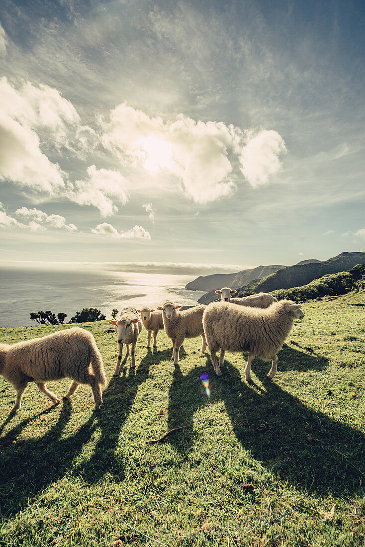 Schafe an einer Bucht auf der Insel Flores, Azoren, Portugal, Atlantik, Atlantischer Ozean, Europa,