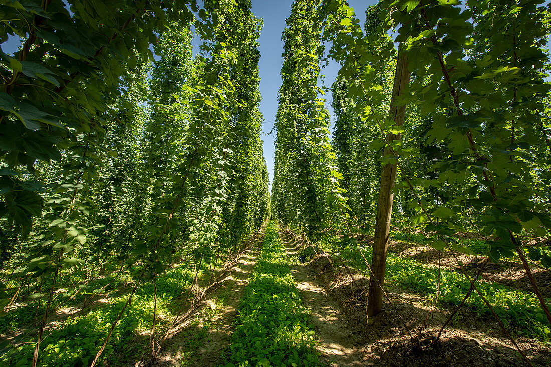 Hop teaching trail Wolnzach in the largest hop growing area in the world. Wolnzach, Hallertau, Bavaria, Germany, Europe
