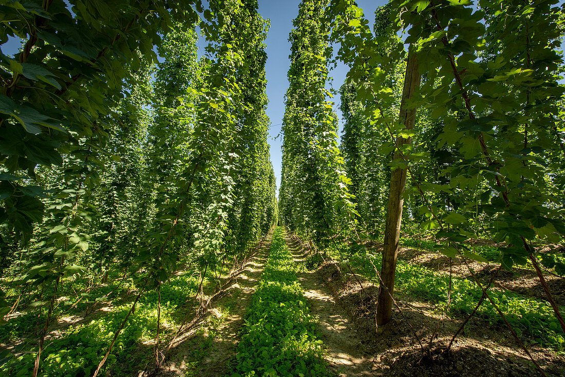 Hopfenlehrpfad Wolnzach im größten Hopfenanbaugebiet der Welt, Hallertau, Bayern, Deutschland