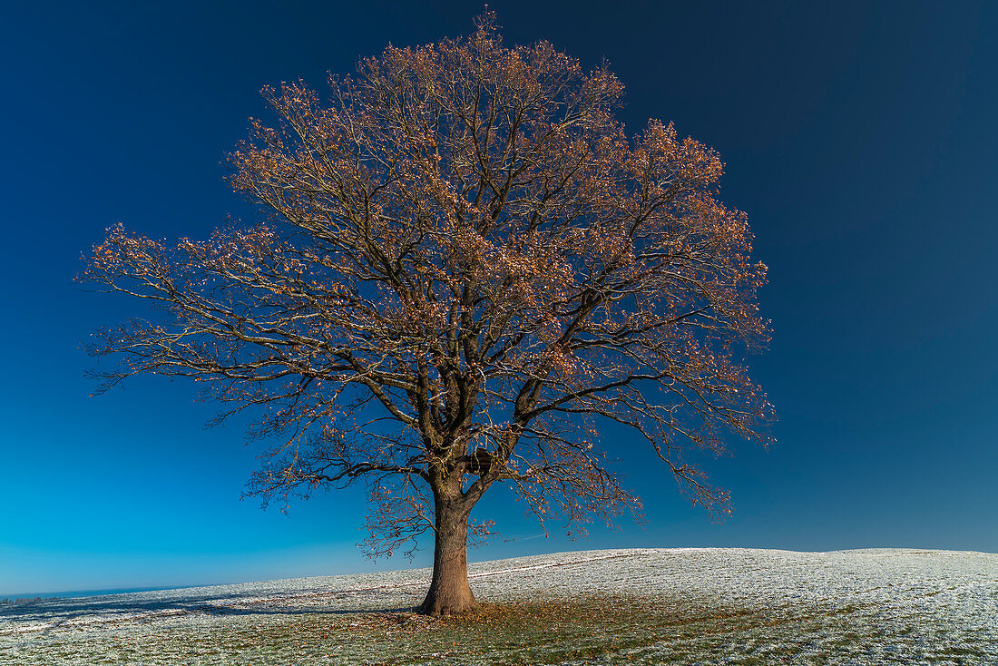 Einzelstehender Baum auf einer Weide, Winterstimmung im Blauen Land, Uffing, Staffelsee, Bayern, Deutschland