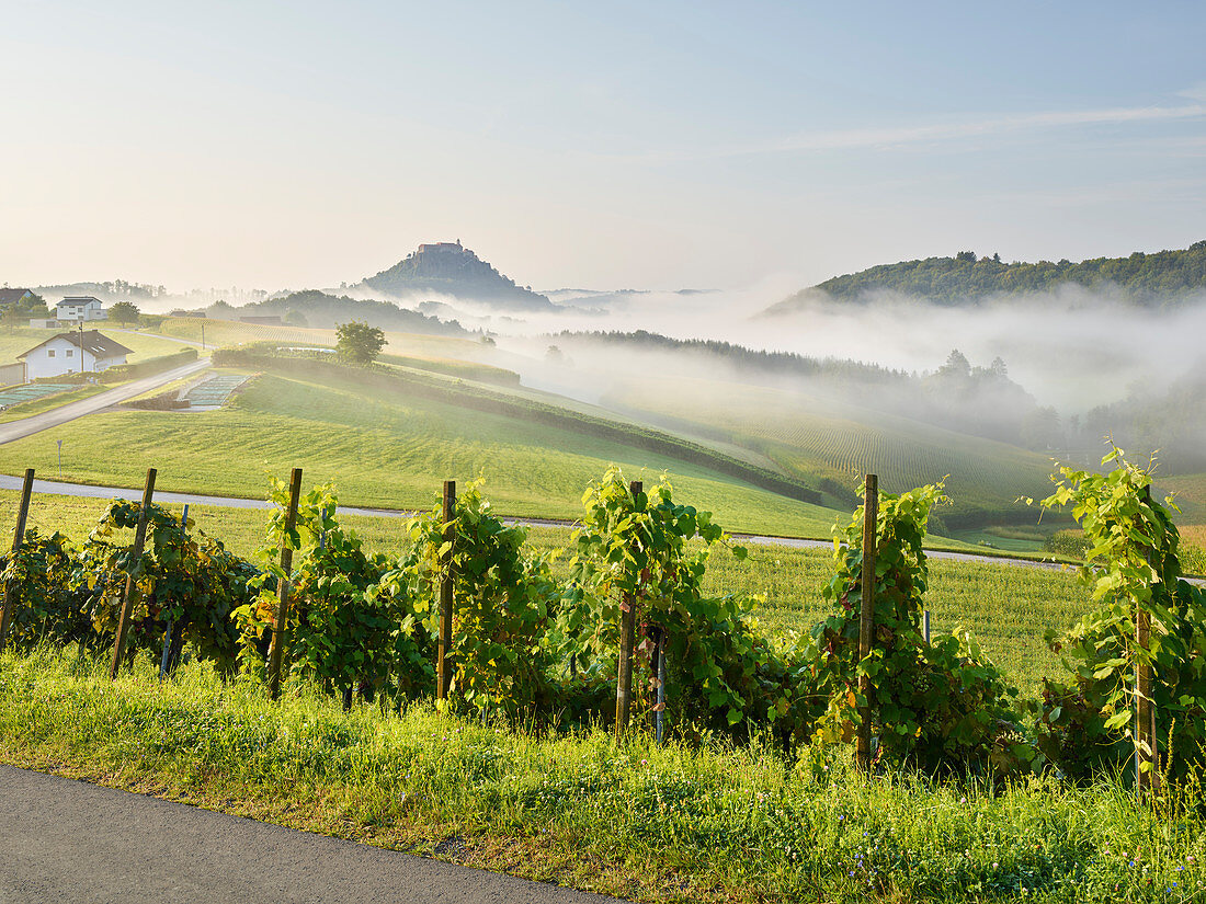Morning fog, grapevines, Riegersburg, Styria, Austria