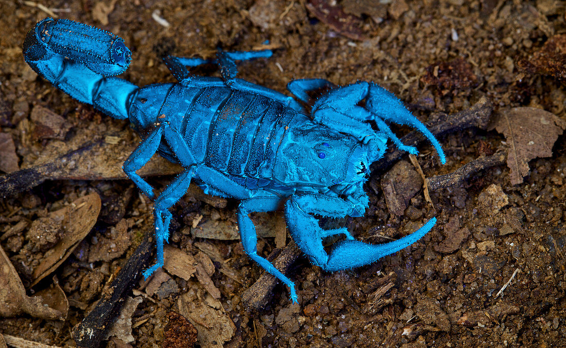 Skorpion, unter UV-Licht betrachtet, Ranomafana Nationalpark, Madagaskar