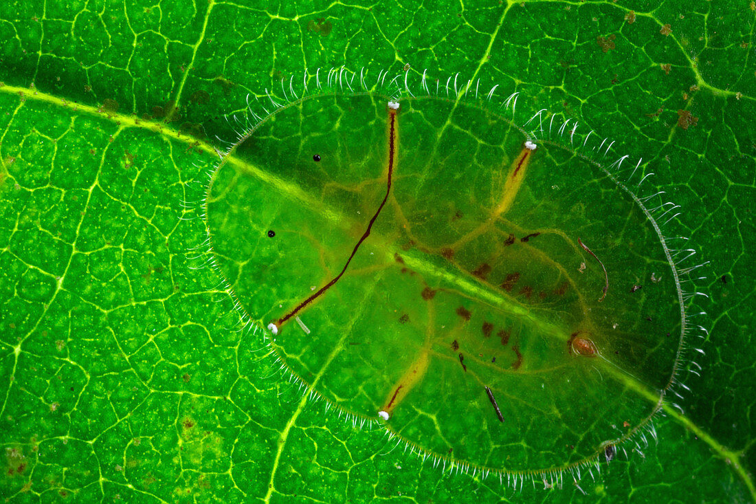 Schildlaus, Danum Valley Naturschutzgebiet, Sabah, Borneo, Malaysia