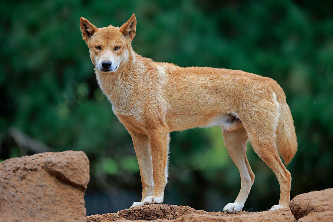 Dingo (Canis Lupus Dingo), Phillip Island, Gippsland, Victoria, Australien