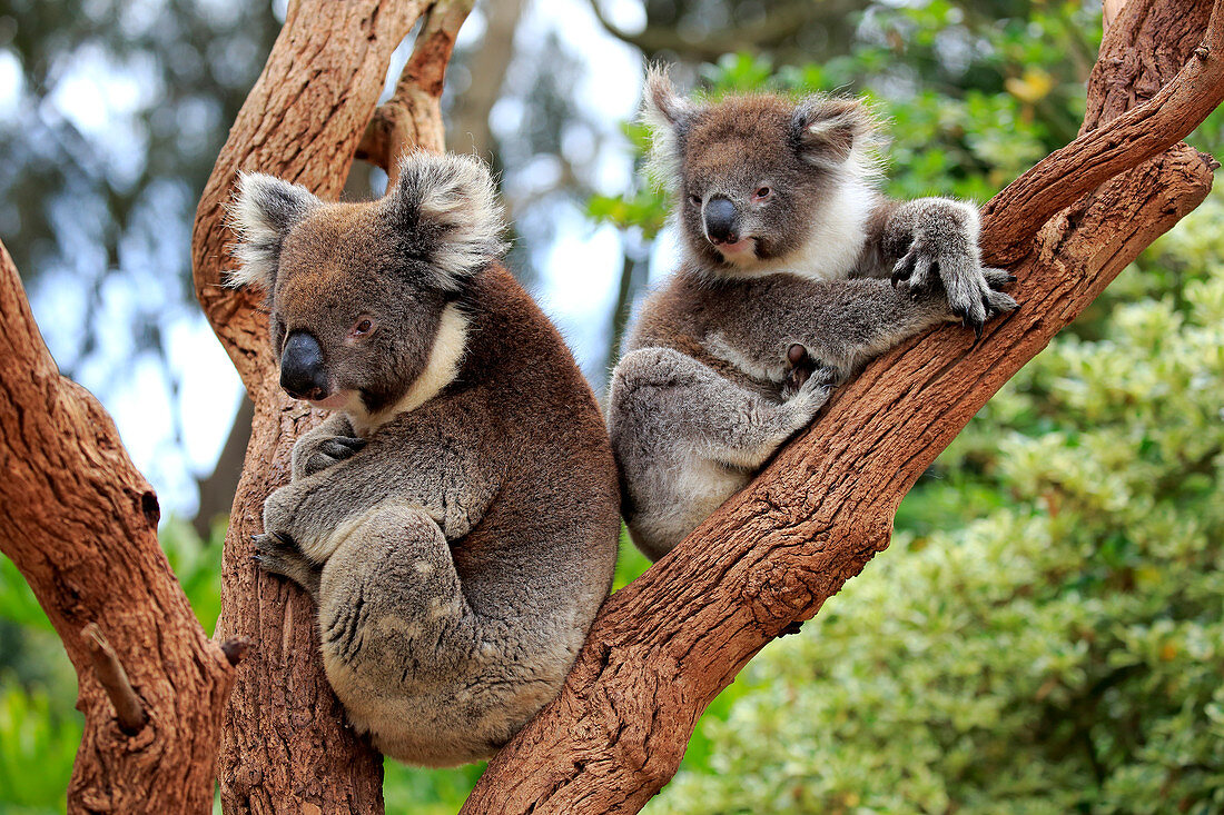 Koala (Phascolarctos cinereus) Mutter und Jungtier am Baum, Parndana, Kangaroo Island, South Australia, Australien