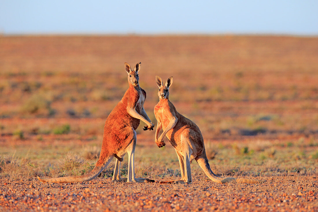 Rote Riesenkänguru (Macropus rufus) Männer, Sturt National Park, New South Wales, Australien