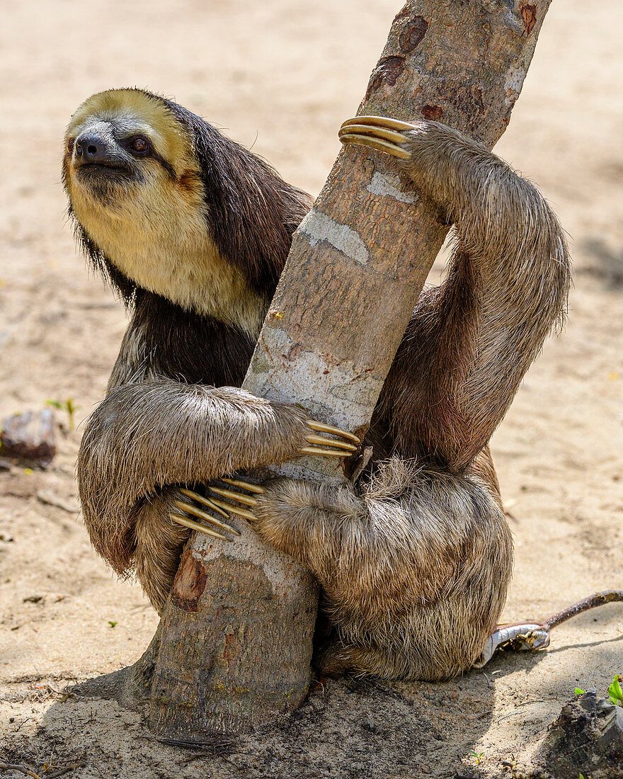 Zwergfaultier (Bradypus pygmaeus), Rio Negro, Amazonas, Brasilien