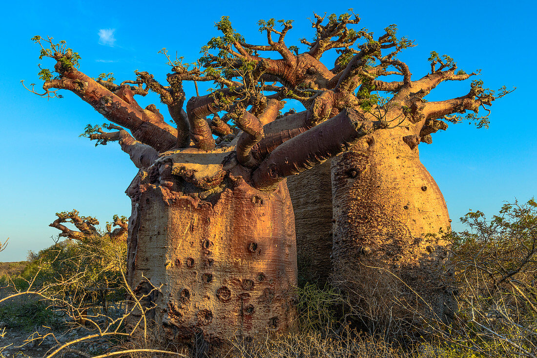 Baobab (Adansonia madagascariensis), Madagaskar