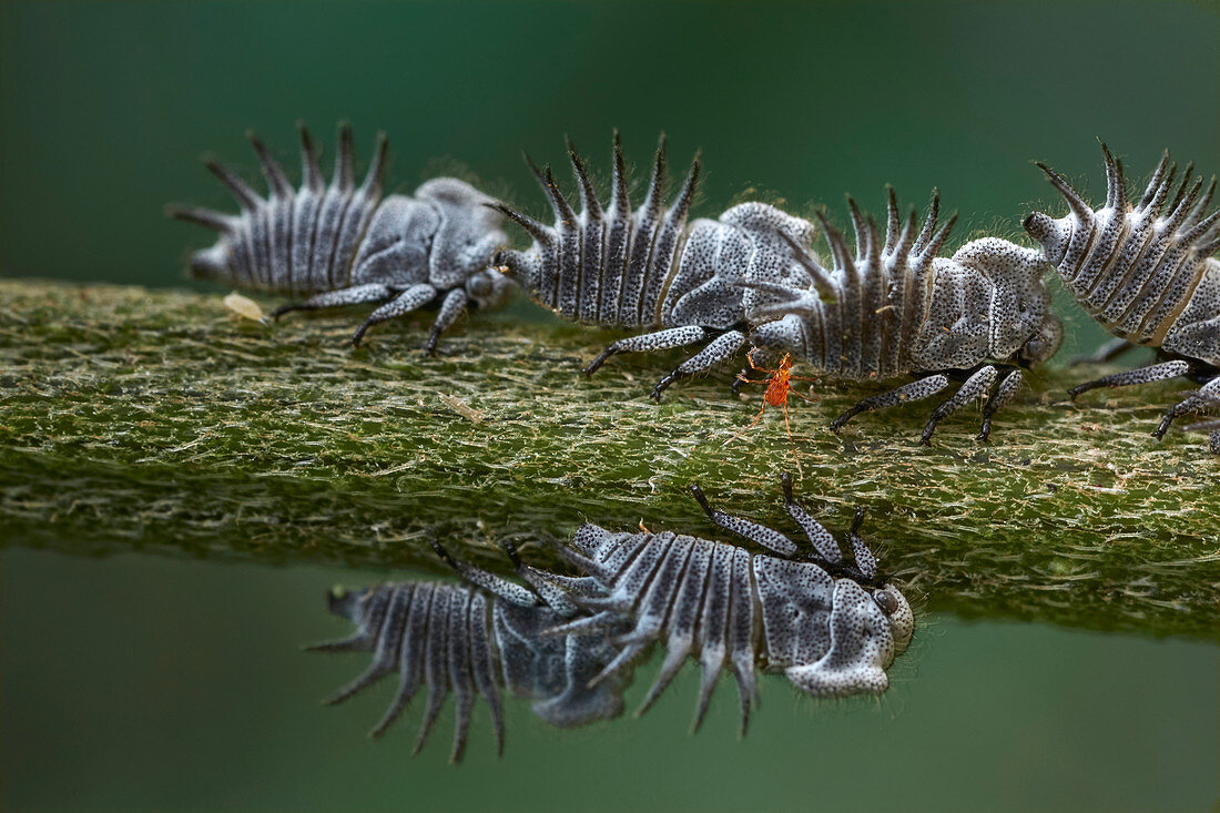 Buckelzirpen (Membracidae) Gruppe mit Milben, die Honigtau stehlen, Yotoco, Kolumbien