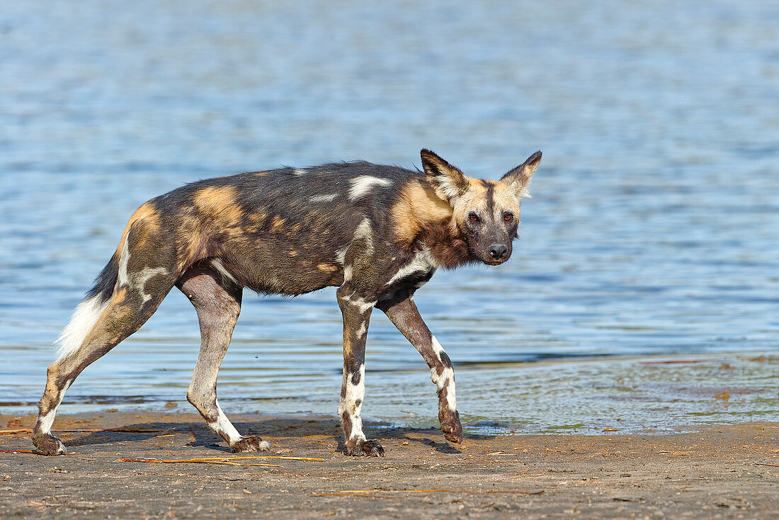 Afrikanischer Wildhund (Lycaon pictus), See Masek, Nationalpark Serengeti, Tansania