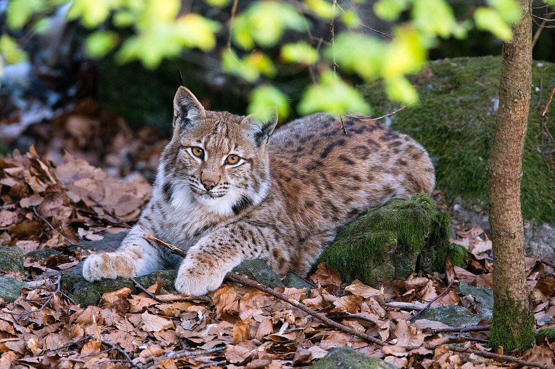 Eurasischer Luchs (Lynx lynx) jugendlich, Bayerischer Wald, Bayern, Deutschland