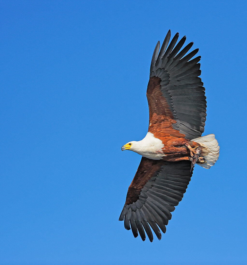 Afrikanischer Fischadler, auch Schreiseeadler (Haliaeetus vocifer) fliegt, Chobe River, Botswana