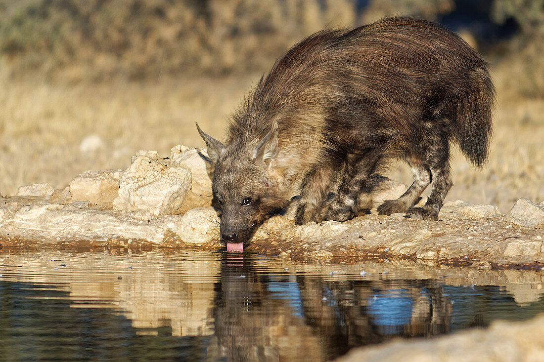 Braune Hyäne (Hyaena brunnea) beim Trinken am Wasserloch, Kgalagadi Transfrontier Park, Südafrika
