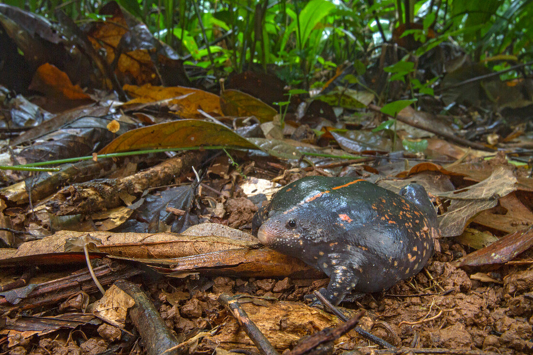 Mexikanische Grabkröte (Rhinophrynus dorsalis) im Regenwald, Belize