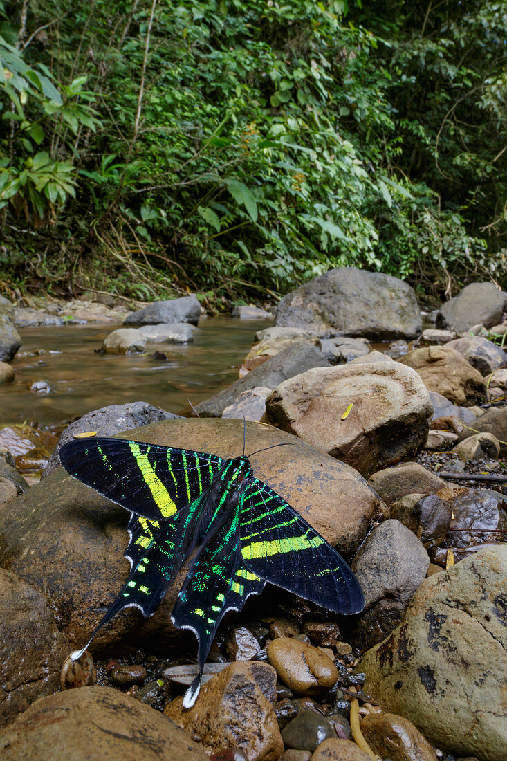 Urania-Schwalbenschwanzmotte (Urania fulgens) am Bach, Carara Nationalpark, Costa Rica