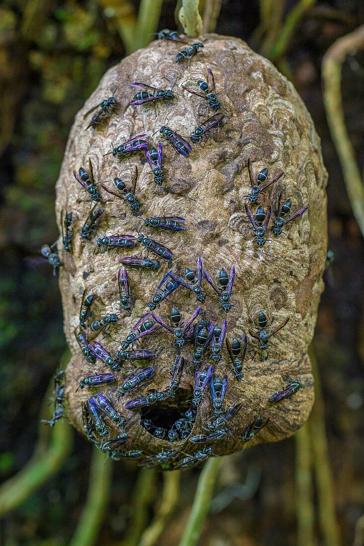 Wespen (Vespidae) im Nest, Sierra Nevada de Santa Marta, Kolumbien