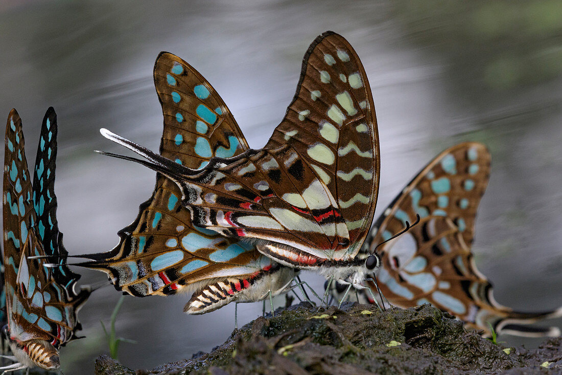 Große gestreifte Schwertschwanz (Graphium antheus) Schmetterlinge, Gorongosa Nationalpark, Mosambik
