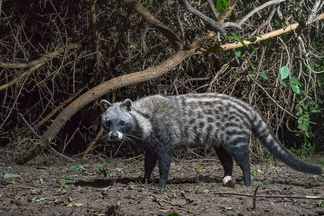 Afrikanischer Zibet (Civettictis civetta) nachts, Nationalpark Gorongosa, Mosambik