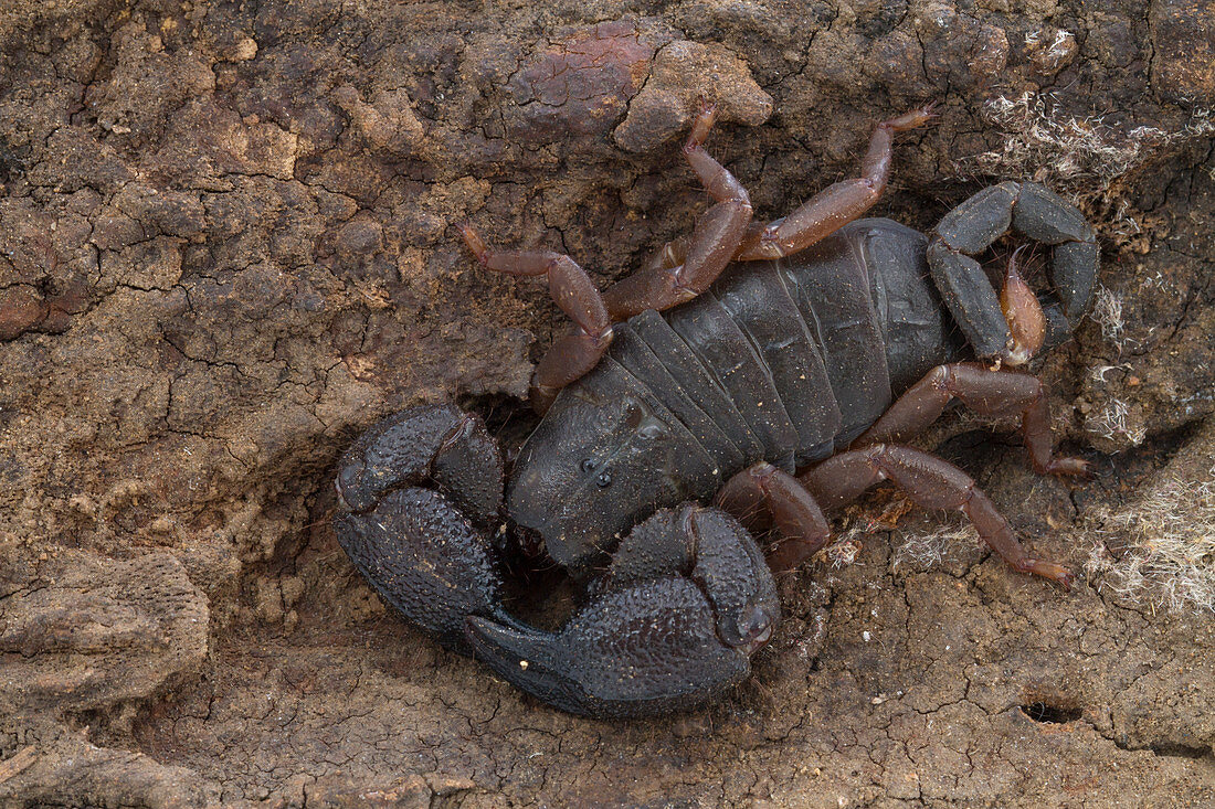 Skorpion (Opisthacanthus asper), Gorongosa-Nationalpark, Mosambik