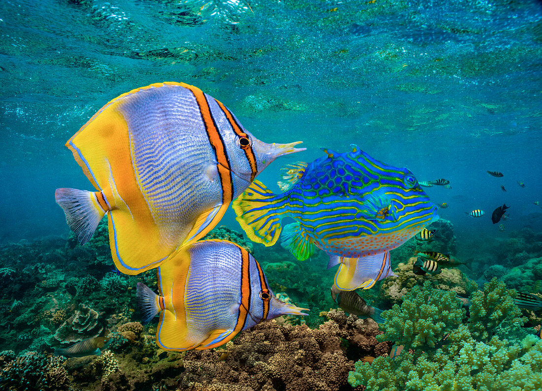 Butterflyfish, auch Falterfisch (Chaetodon sp) in der Gruppe und männliche Horned Boxfish (Lactoria cornuta), Coral Coast, Australien