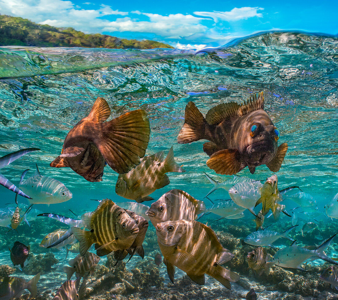 Kabeljau-Paar (Lotella rhacina) und Steinfisch (Synanceia SP), Ningaloo-Riff, Australien