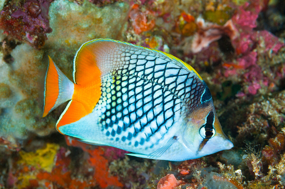 Butterflyfish, auch Falterfisch (Chaetodon xanthurus), Anilao, Philippinen