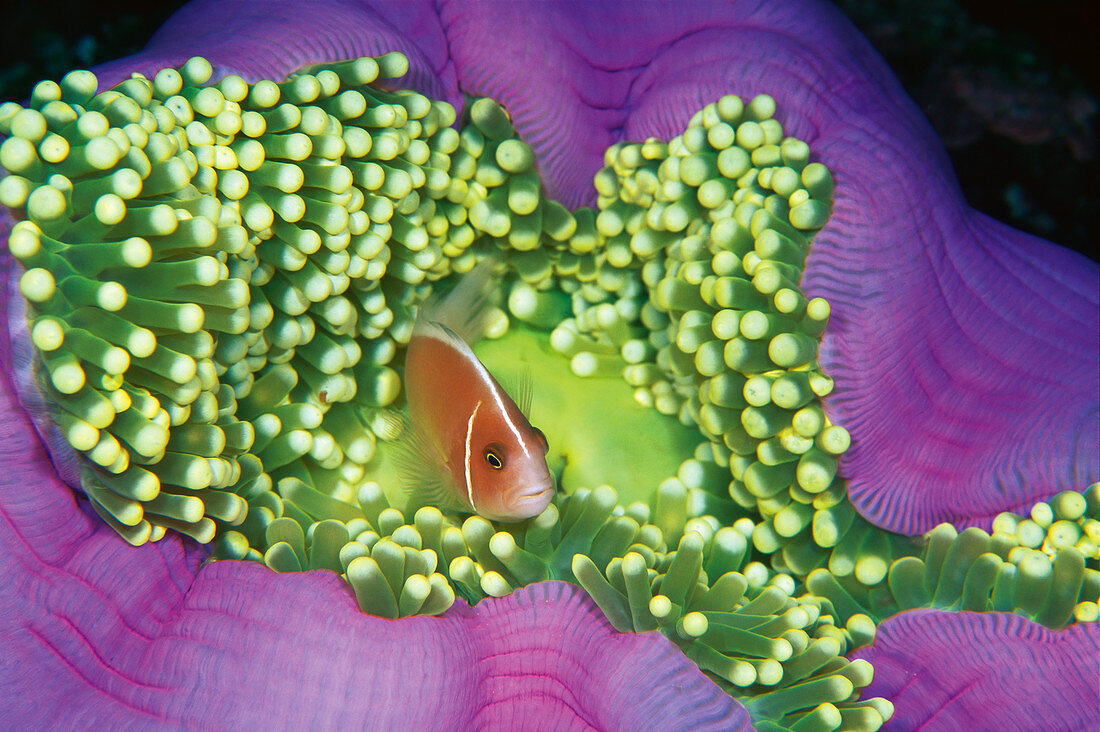 Rosa Anemonefish (Amphiprion perideraion), in einer Seeanemone, Great Barrier Reef, Australien