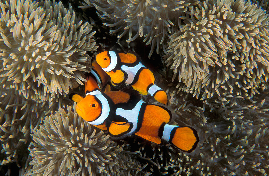 Echte Clownfisch (Amphiprion-Percula) in einer Seeanemone, Great Barrier Reef, Australien