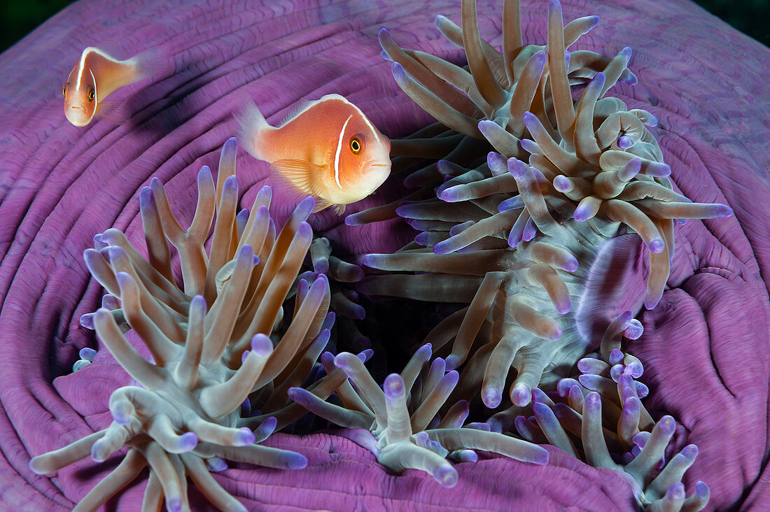 Rosa Anemonefish (Amphiprion perideraion) Paar in einer Seeanemone, Great Barrier Reef, Australien