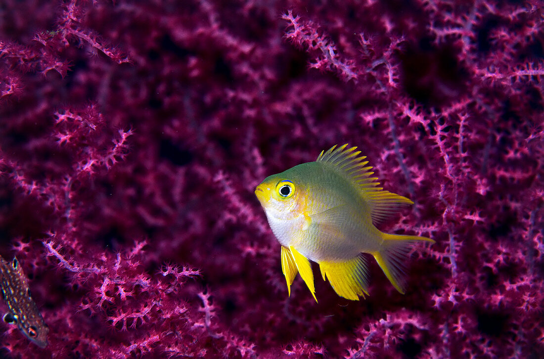 Golddamselfish (Amblyglyphidodon aureus) Jungtier unter Koralle, Great Barrier Reef, Australien