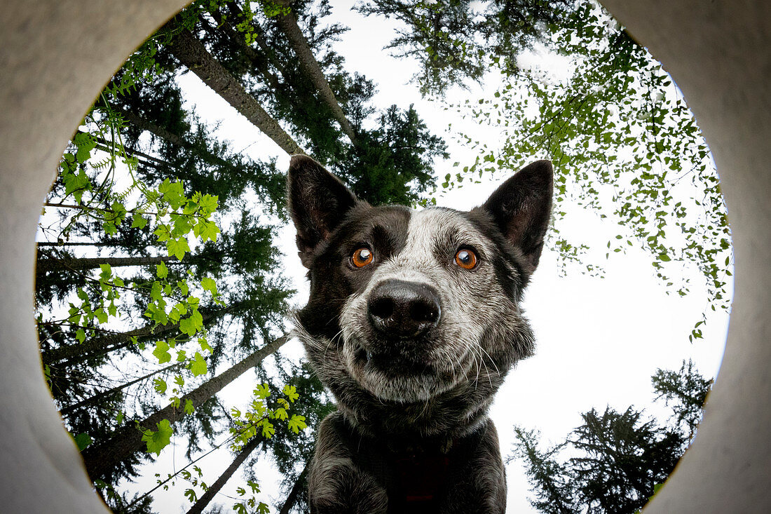 Haushund (Canis familiaris) namens Dio, ein Hund mit Geruchserkennung, Conservation Canines, Pack Forest, Eatonville, Washington