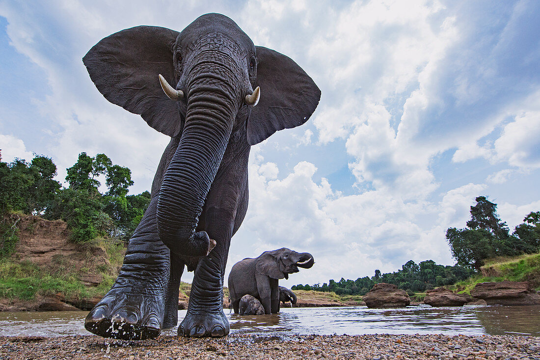 Afrikanischer Elefant (Loxodonta africana) Gruppe am Fluss, Masai Mara, Kenia