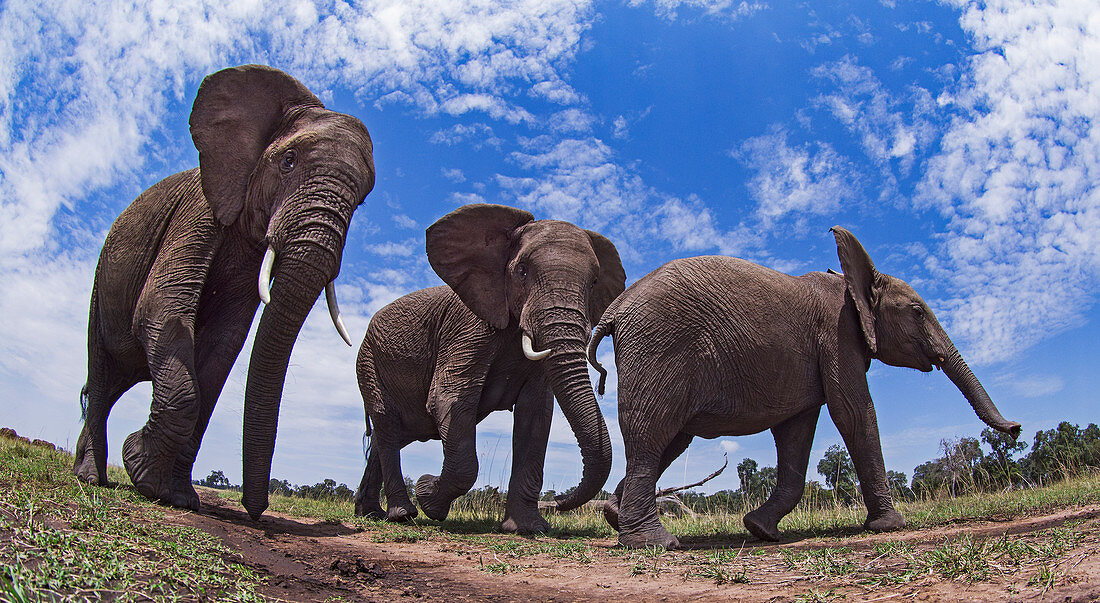 Trio des afrikanischen Elefanten (Loxodonta africana), Masai Mara, Kenia