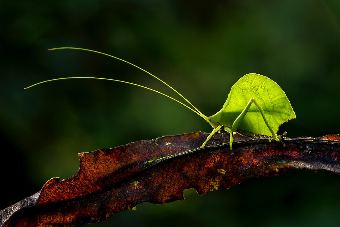 Blattkatydid (Tettigoniidae) Amazonas-Regenwald, Putumayo, Kolumbien