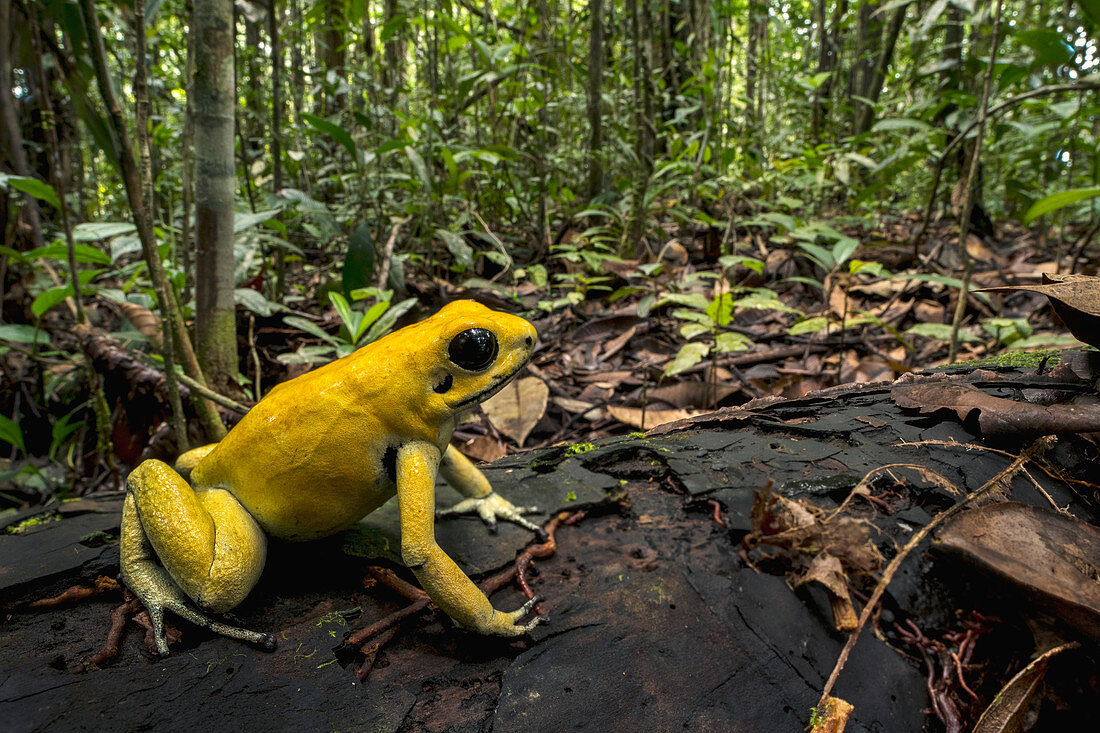 Goldener Giftfrosch (Phyllobates terribilis) Timbiqui, Cauca, Kolumbien, Pazifikküste, Kolumbien