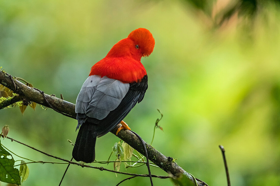 Andenfelsenhahn (Rupicola peruvianus) Naturschutzgebiet Alto de Ventanas, Antioquia, Kolumbien