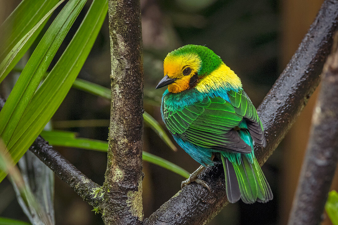 Mehrfarbiger Tanager (Chlorochrysa-nitidissima) männlich, Valle Del Cauca, Kolumbien