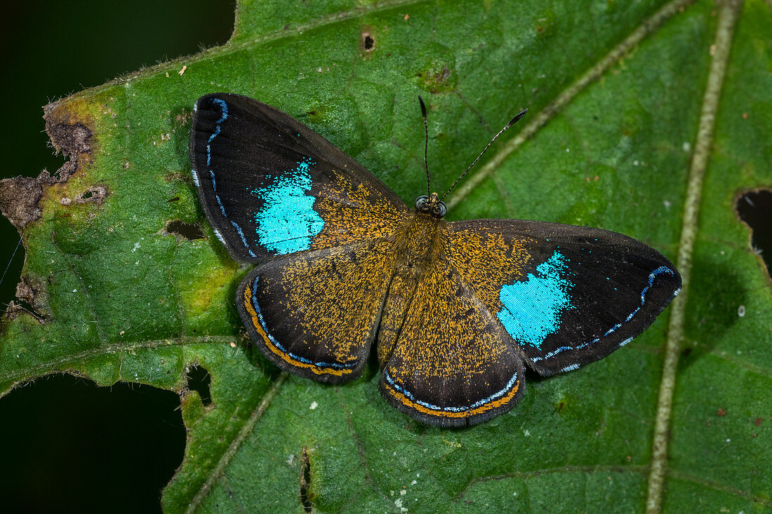 Riodiniden Schmetterling (Argyrogrammana-Barine), Nationalpark Tatama, Risaralda, Kolumbien