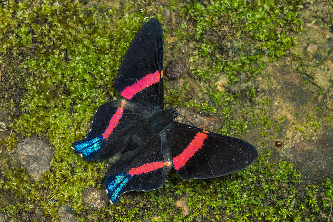 Schmetterling (Ancyluris Inca) Riodinidae, Tatama-Nationalpark, Risaralda, Kolumbien