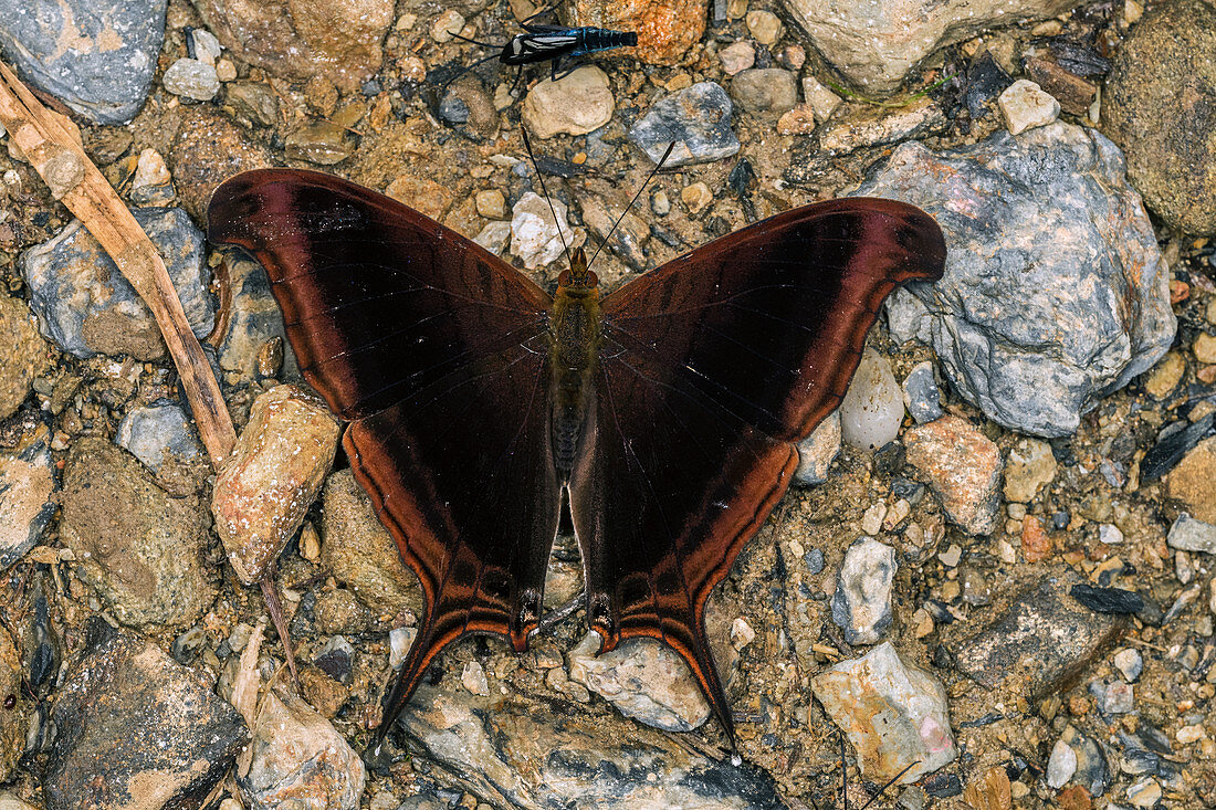 Schmetterling (Marpesia zerynthia), Tatama Nationalpark, Risaralda, Kolumbien