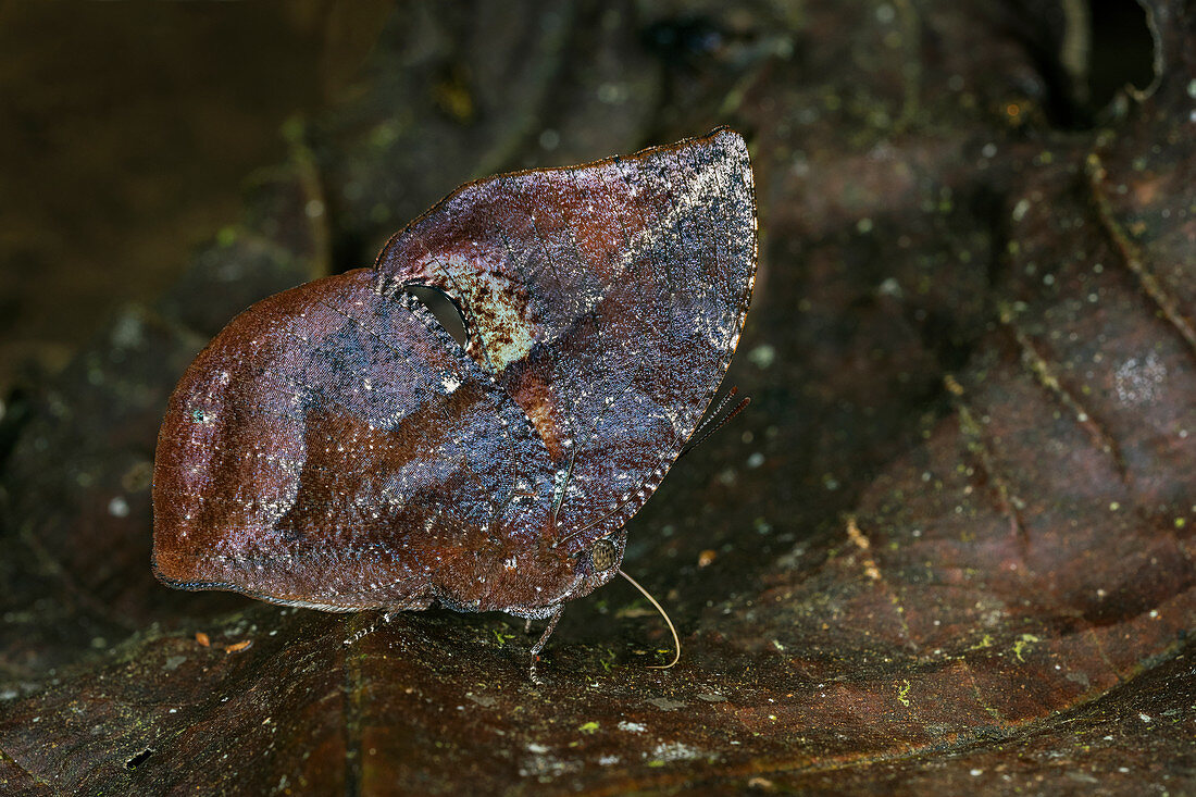 Lyceus Leafwing-Schmetterling (Memphis lyceus) Tatama Nationapark, Risaralda, Kolumbien