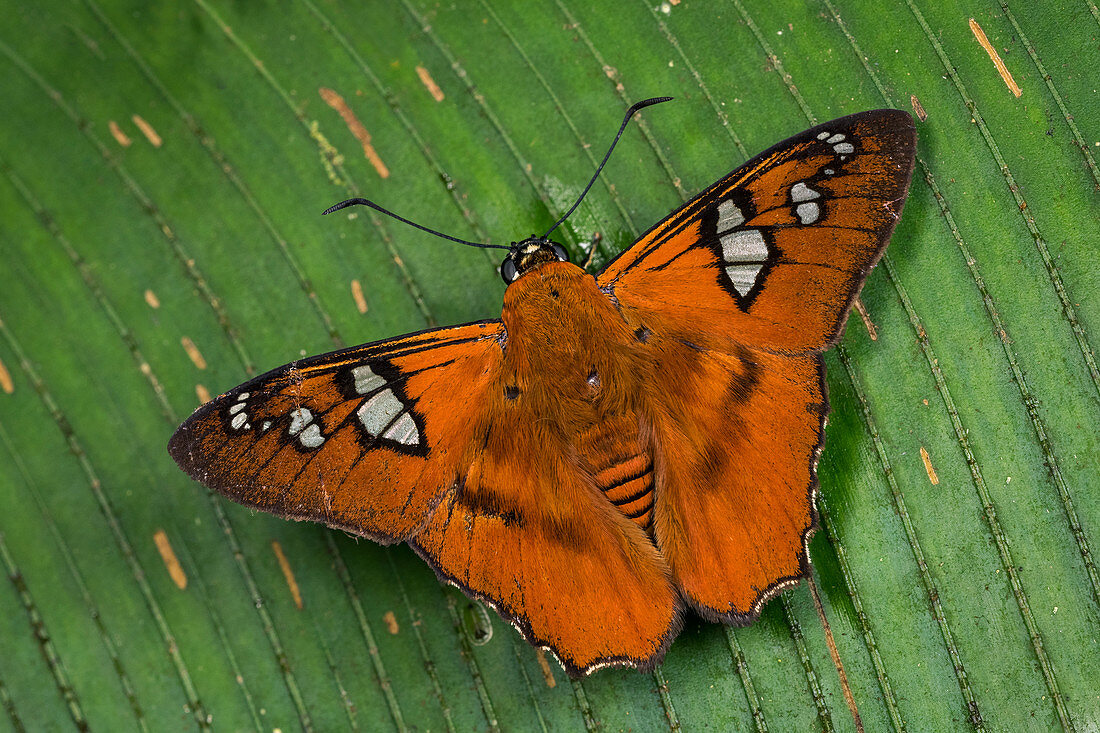 Perissodora Glory (Myscelus perissodora) Skipper Schmetterling, Tatama Nationalpark, Risaralda, Kolumbien