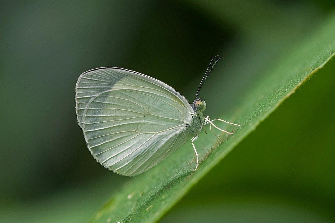 Schmetterling (Eurema albula) Pieridae, Santa Maria, Boyacá, Kolumbien