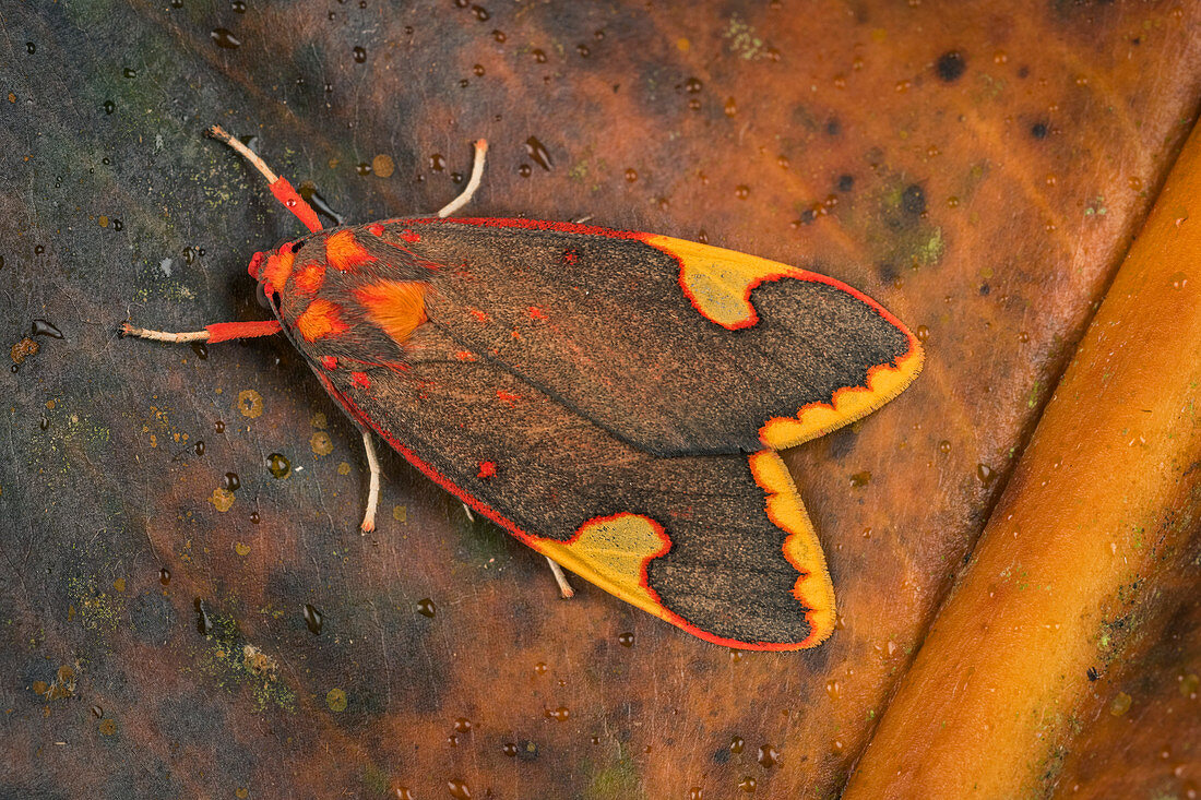 Motte (Melese sp.) Tatama Nationapark, Risaralda, Kolumbien