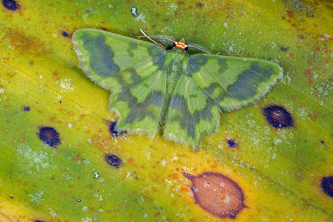 Motte (Cathydata batina) Geometridae, Tatama Nationalpark, Risaralda, Kolumbien