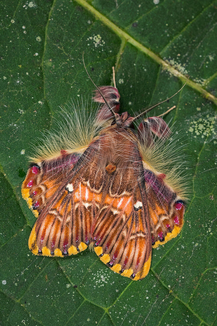 Motte (Sosxetra grata) Arctiinae, Tatama-Nationalpark, Risaralda, Kolumbien